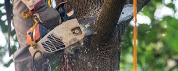 Best Tree Cabling and Bracing  in Steubenville, OH