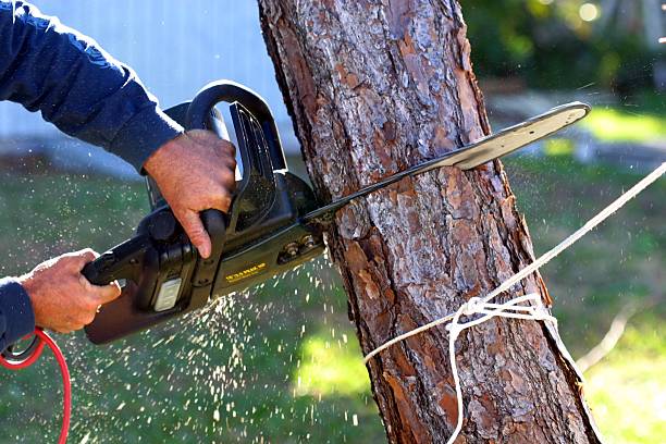 Best Hazardous Tree Removal  in Steubenville, OH