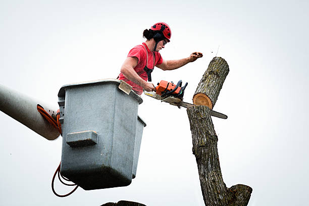 Best Seasonal Cleanup (Spring/Fall)  in Steubenville, OH